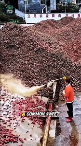 From Mud to Noodles — The Hidden Science of Sweet Potato Starch! #trending #viral