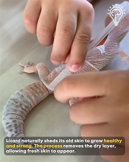 150K views · 30 reactions | Lizard Shedding Its Old Skin. #LizardFacts #ReptileLife | Gizmo Trends | Facebook