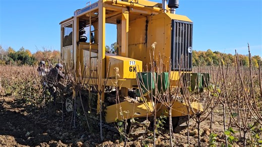 Digging has begun on our tree hydrangea field. #bareroot #treehydrangea #petittifamilyfarms | Petitti Family Farms