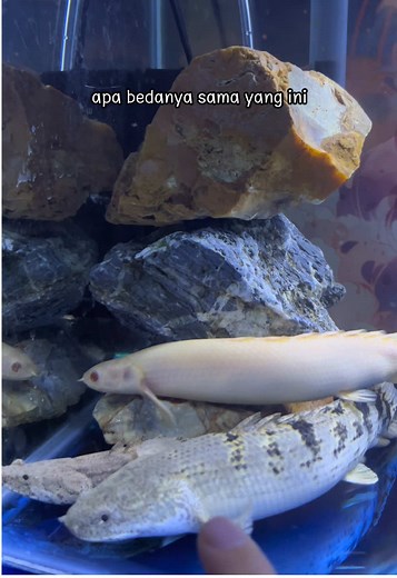 Cara Merawat Ikan Palmas di Akuarium