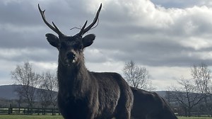 Rise in number of deer struck along rail network