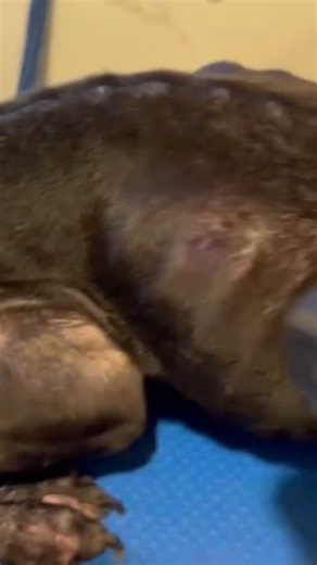 救助してきて1日目の様子#野良犬#救助犬 #大型犬