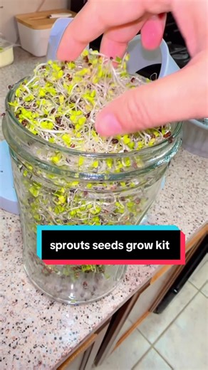Grow Your Own Organic Sprouts: Seed Kit Guide