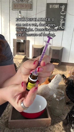 How to deworm your flock with Safe-Guard Aquasol *for Chickens*🪱🚫🐓