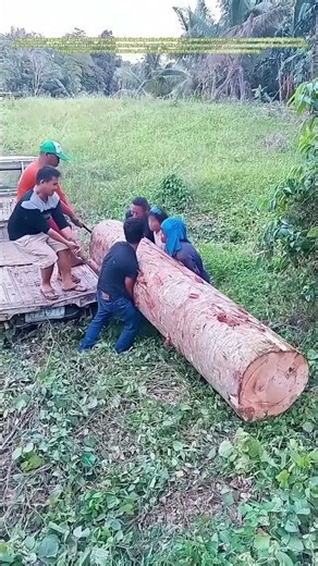 Loading the Log: How Teamwork Moves Nature's Heavy Cargo