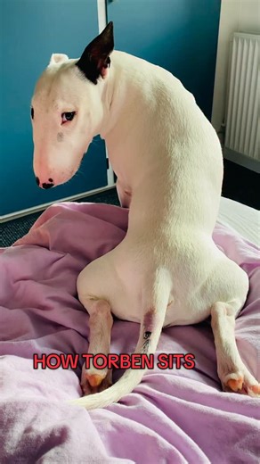 Torben on Instagram: "🐾😎 . . . #Torbenthetornado #fyp #bullterrierofinstagram #hundpåinstagram #dogoftheday"