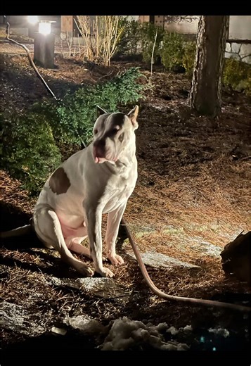 #walentynki #chill #poland🇵🇱 #dog #trip #ferie #nature #odpoczynek #kaszuby #kaszebe #swornegacie #polskawieś #dogoargentino #superdog