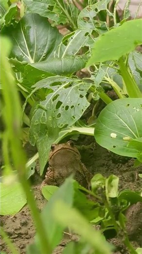 Friendly Toad Protecting the Vegetable Garden | Natural Pest Control | Jillani Nursery Farm #viral