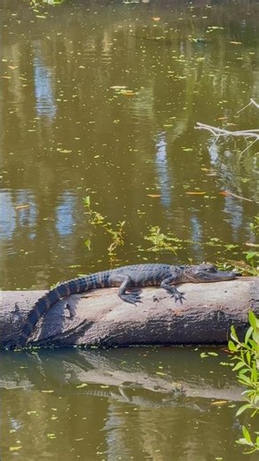 Baby alligator and turtles. #shorts