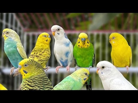 8 Hours of Non-Stop Cheerful Budgies! Enjoy the cutest moments of these playful parrots all day