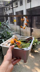 Sun conure breeding progress 🥰 MashaAllah | Bird's Valley
