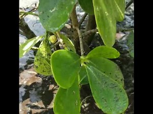 Planting Clusia Bushes Today! #transplants #tree #landscape