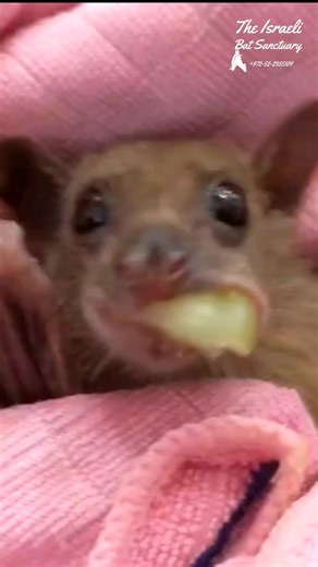 The sweetest little bat taking on a grape #bat #babybat #animals #wildlife #rescue #fostercare #skypuppy #puppy #stellaluna #animalsanctuary #fruitlover #grape #yummy #cute #batsofinstagram | The Israeli Bat Sanctuary