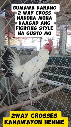6.3K views · 20 reactions | Breeding tips gumawa kanang 2way Cross nakuha muna kaagad ang fighting style na gusto mo. #sharingiscaring #tips #ideas #breeding #everyone #follower #highlights #reels #trendingreels | Cui Rhon | Facebook
