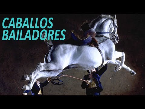 Caballos Bailadores. Caballo Andaluz de alta escuela. Desde Jerez España a Mexico America.