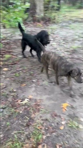 Video of adoptable pet named CLIFFORD SRC3259op SOUTH CAROLINA
