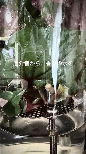 厄介者から、香りの水を｜ドクダミ蒸留 #芳香蒸留水