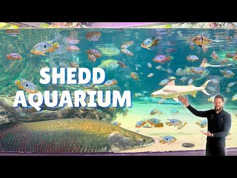 Why This Might Be the Best Aquarium in the World (Shedd Aquarium Full Tour)