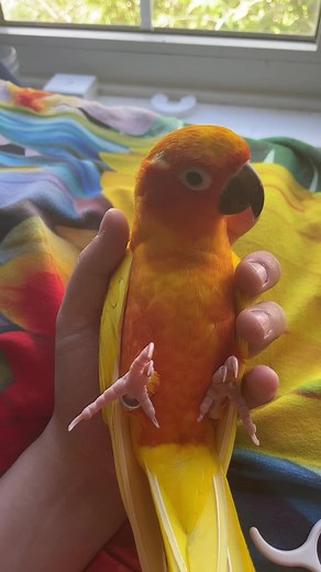 How to Safely Trim Your Parrot's Nails at Home