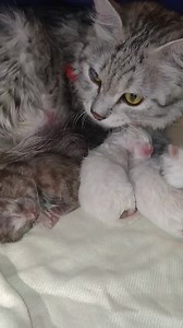 23K views · 657 reactions | Rescue Mom Cat Protecting Her Newborn Kittens | Baby Cat | Facebook