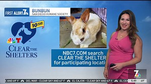 14 reactions |  Meet Bunbun! ⁠Tuesday's #cleartheshelters pet of the...