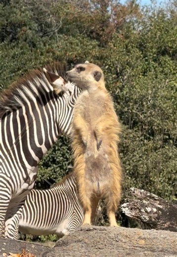 Discover Timon and Meerkat at Disney's Animal Kingdom