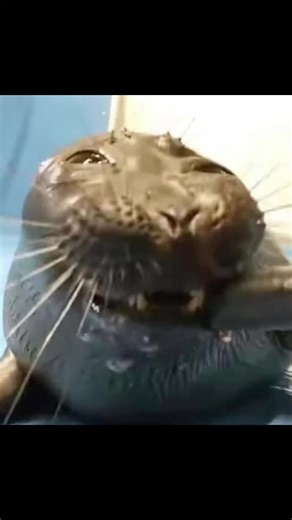 Discover the Fun Behind Buns and Seals