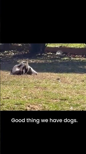 Blind dogs, Old dogs, All dogs • Miri’s Haven Senior Dog Rescue