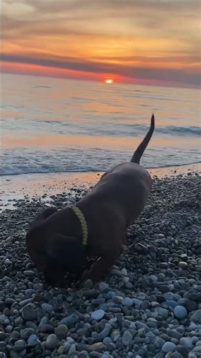 Dachshund Belka digging stones at sunset 🐾 #youtubeshorts #belka #sunset #usa