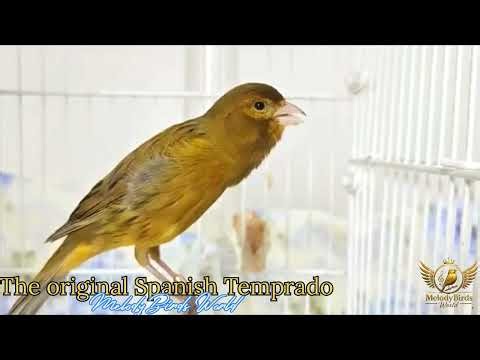 Train Your Canary with the Original Spanish Timbrado Song 🎶 | Pure Champion Singing