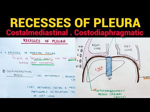 Recesses of Pleura | Pleura Anatomy (3/5) | Thorax Anatomy
