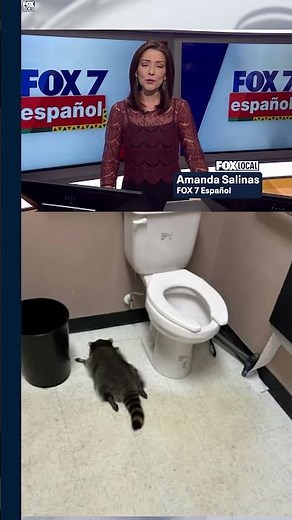 🦝Encuentran a un mapache borracho desmayado en una licorería.📸 | FOX 7 Español