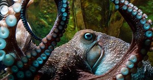 8-Armed & Devious: Clever Octopus Escapes From New Zealand Aquarium