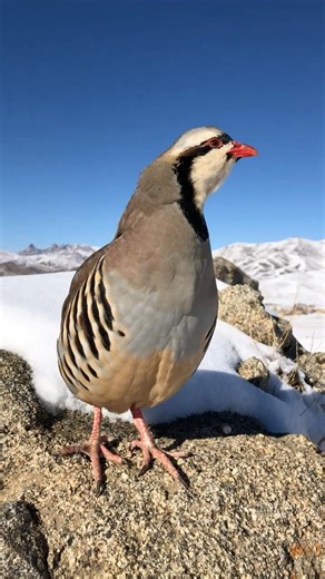 Partridge Singing in the Wild Nature