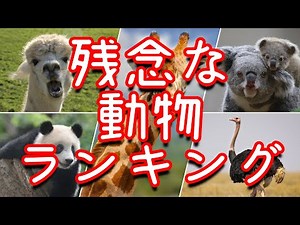 ちょっと残念な動物ランキング
