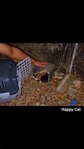 Try to rescue abandoned mother cat #viral | Happy Cat
