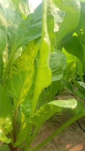 farming status songs 🌿♥️🌾. farmer song attitude status #youtubeviews #ytshorts #ytshort #yt