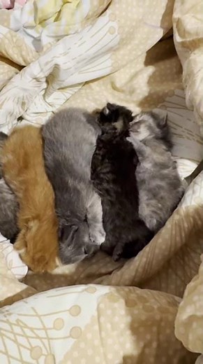 Cutest Kittens Playing — Adorable Baby Cats for Cat Lovers