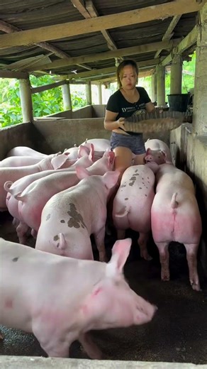 Healthy Pig Feeding Tips That Really Work #PigFeed #PigFarm #FarmTips