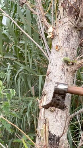 Cutting down a poplar tree