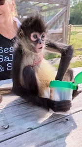 How about a breakfast date with Charlotte!? Meet her at Munchin' with Monkeys every Monday at 9am! 🫐🐒🫐 https://tinyurl.com/bhpmwm #Charlotte #spidermonkey #monkey #charlottesweb #munchinwithmonkeys #yum #nom #snacks #breakfast #monkeybusiness #monkeys #monkeyseemonkeydo #monkeyface #monkeysofinstagram #littlemonkey #monkeylife #monkeylove #instamonkey #monkeysquad #animalambassador #wildlifeeducation #GetWild | Coastal Wilds