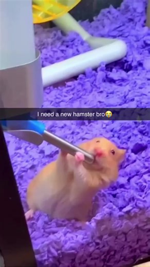 Funny Hamster Videos Compilation for Pet Lovers