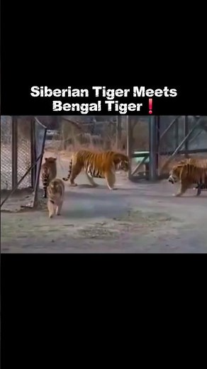 Siberian Tiger Will Be up to 310 Kilos☠️ #animals #tiger