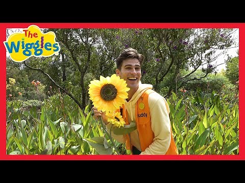 The Dancing Flowers 💐 Learning Colors for Toddlers 🌈 The Wiggles feat. Buddy