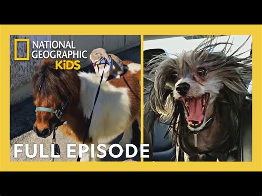 Howie Mandel's Animals Doing Things Full Episode | Slo-Mo Dogs and Karate Kittens! 🐶😸 |@natgeokids - Videos For Kids