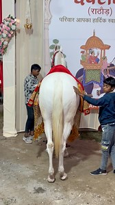 78K views · 1.7K reactions | last night Nadia first program ❣️ #horse #usahorseshows #goldenstatehorses #horseridingcalifornia #horse #HorseLifeUSA #usahorseriding | azrudden_07 | Facebook