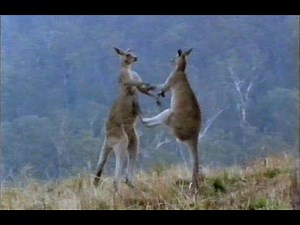 KANGAROOS - FACES IN THE MOB