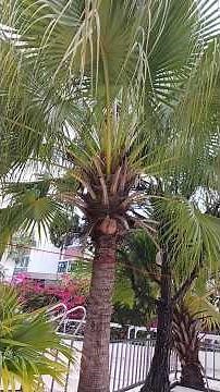 ANAHAW - The Philippine national leaf #amazingnature