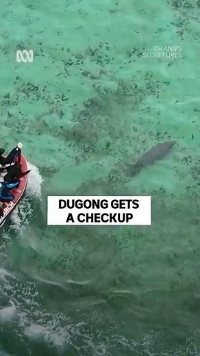 Measuring A Wild Dugong For The First Time #AnnJones #Dugongs #Science #Shorts