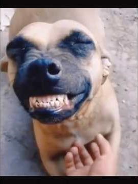 😂 “The Funniest Dog Laugh You’ll EVER See!”